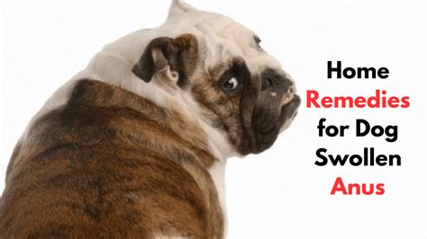 6 Ways Dog Swollen Anus Treatment At Home Effective Remedies For