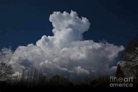 Cumulus Congestus Clouds Over Trees Photograph By Stephen Burtscience