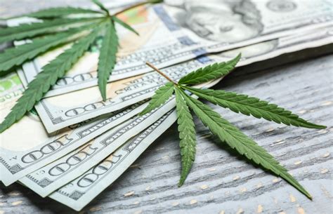 Commercial Cannabis Industry Will Help Njs Economy Say 66 Of Cpas