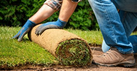 Laying sod over sand is a quick way to establish a new lawn. How to Lay Sod The Ultimate Guide | Lawn Chick