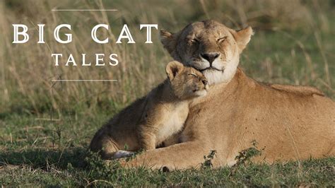 Watch Big Cat Tales · Season 2 Full Episodes Free Online Plex