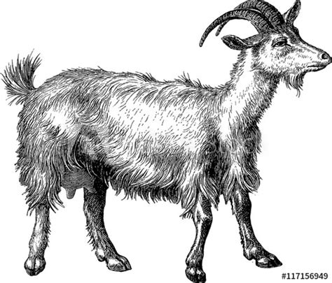 Vintage Goat Illustration Clip Art Library