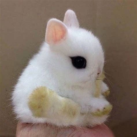 Dwarf Hotot Rabbit Baby Animals Funny Cutest Bunny Ever Cute Little