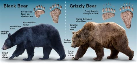 Black Bear Vs Grizzly Bear Rcoolguides