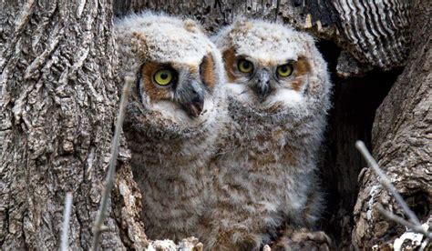 Great Horned Owls Nest Raise Two Owlets In Tree Along Creek In