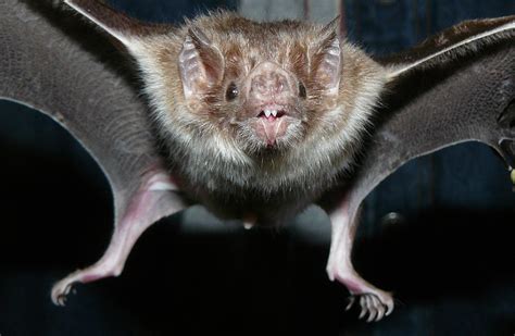 Common Vampire Bat In Mexico