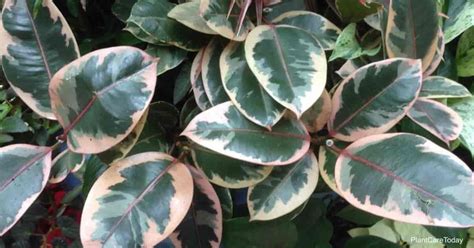 If you are looking to add a rubber tree to your collection but have cats, check the label to make sure it is either. Is The Rubber Plant Poisonous?