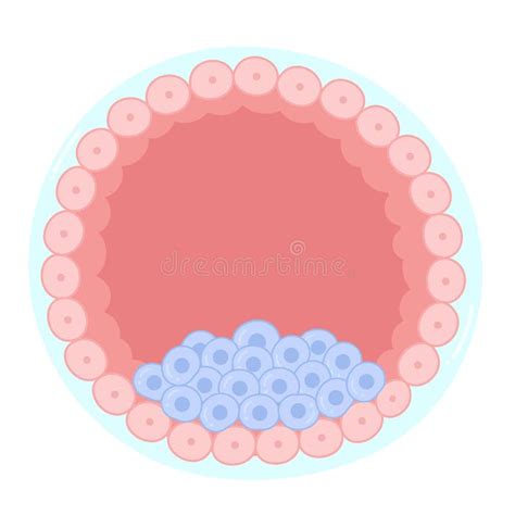 Anatomy Of A Blastocyst A Distinctive Stage Of A Mammalian Embryo
