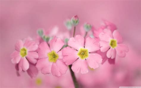Pink Flower Android Iphone Desktop Hd Backgrounds Wallpapers