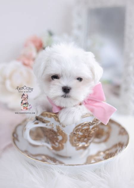 Maltese Puppies Of Florida Teacup Puppies And Boutique