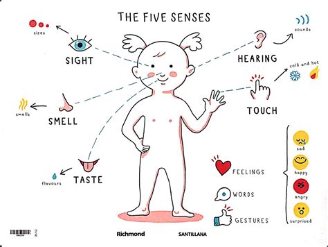 The Scientikids 2019 The 5 Senses