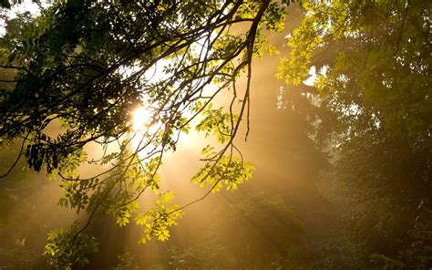 Sun Rays Morning Wallpapers Wallpaper Cave