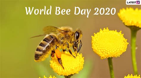 World Bee Day 2020 Date And Theme Know History And Significance Of The Day Raising Awareness