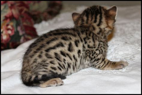 Bengal Kittens Oklahoma Beaux Mondes Bengals