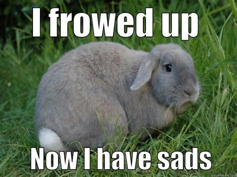 Sad Bunny Quickmeme