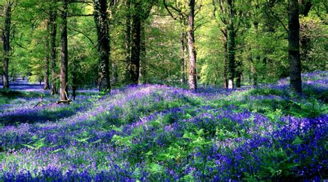 Spring Forest Wallpapers Top Free Spring Forest Backgrounds
