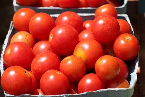 Free Images Fresh Organic Red Tomatoes