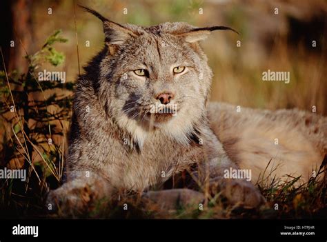 Canada Lynx Lynx Canadensis Adult Portrait North America Stock Photo