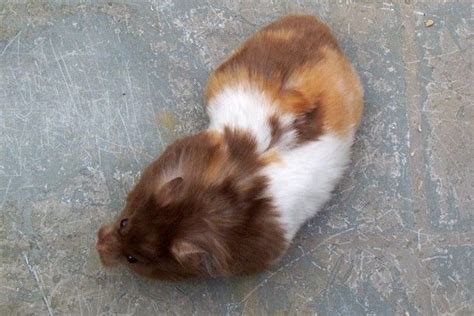 Syrian Hamster Varieties Harvey Hams Calico Hamster Pinterest