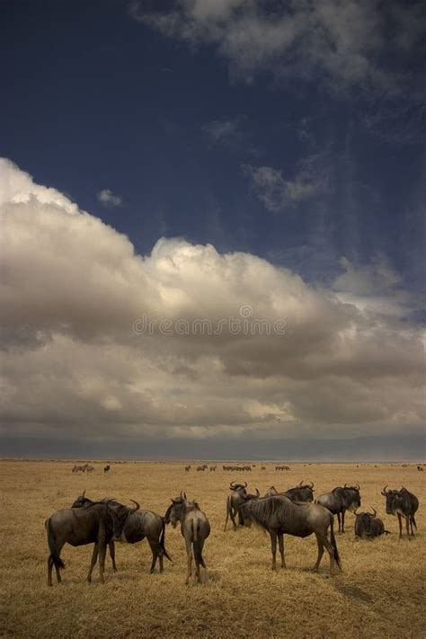 Wild Animal In Africa Serengeti National Park Stock Photo Image Of