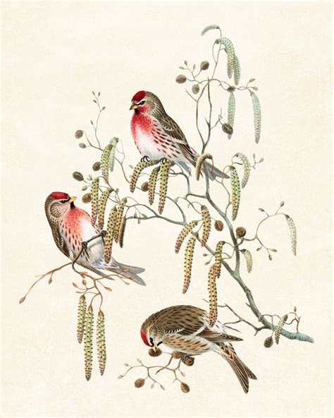 bird and botanical digital download common redpoll birds etsy