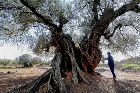 These Ancient Olive Trees In Spain Are Gaining Worth