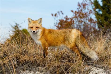 Red Foxes Becoming Common Sight On Nj Boardwalk