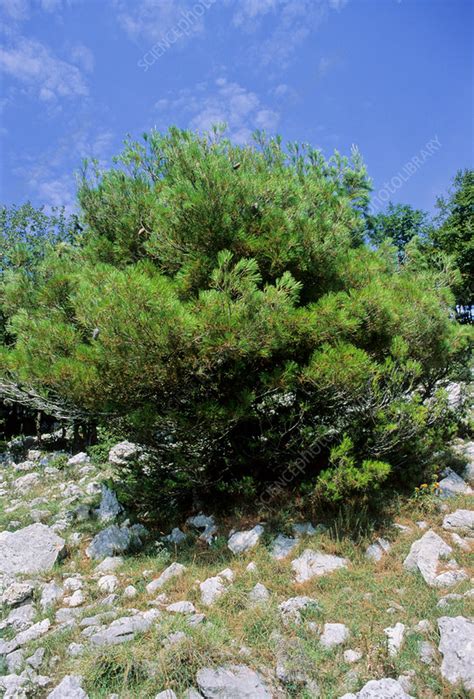 You can find afghan (eldarica) pine, aleppo pine, arizona cypress, atlantic cedar, austrian pine, balsam fir, black hill spruce, blue ice, blue spruce, burkii cedar, canaan fir, carolina sapphire, cedar, coast redwood, colorado blue spruce, concolor fir, cork bark fir, danish noble, douglas fir, eastern red cedar. Italian stone pine (Pinus pinea) - Stock Image - B500/0432 ...