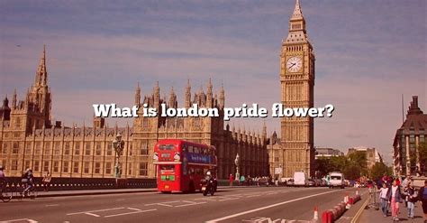 What Is London Pride Flower The Right Answer 2022 Travelizta