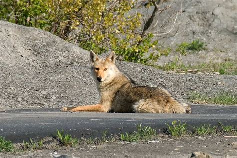 Coyotes In New York Exploring Coyotes Expansion In Ny States