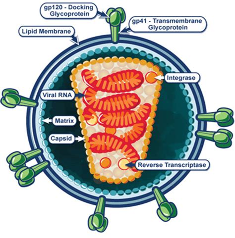 Labeled Hiv Model