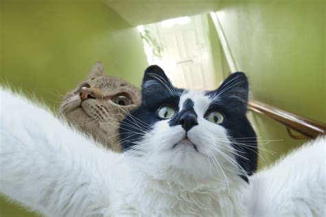 Cats Taking Selfies 4k Ultra Hd Wallpaper Background