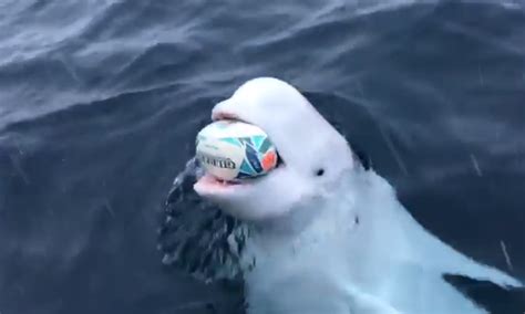 Beluga Whale Plays Fetch With Boaters Near South Pole Inspiremore