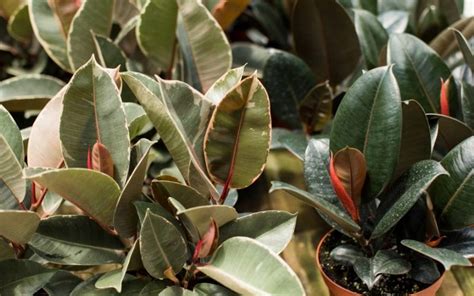 How To Prune A Rubber Plant So It Becomes More Bushy Gardening Chores