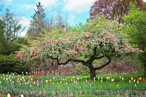 1222182 Full Hd Blooming Trees Mocah Hd Wallpapers