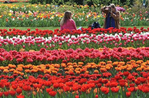 Spring Tulip Festival Bing Wallpaper Download Images