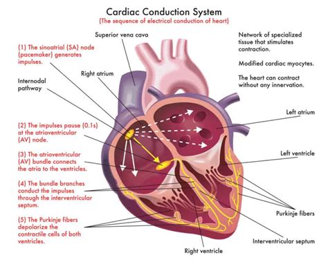 Heart Anatomy Sa Node