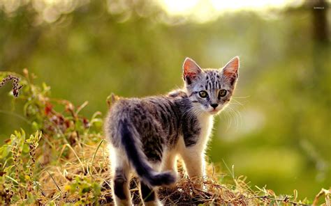 Beautiful Small Kitten Wallpaper Animal Wallpapers 53011