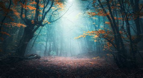 Mystical Forest In Fog In Autumn High Quality Nature Stock Photos