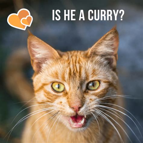 What is it about orange cats!? 250+ Best Name Ideas for Orange Cats - PetHelpful - By ...
