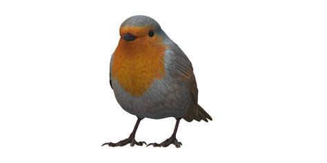 Robin Bird Isolated On A Transparent Background 24554918 Png