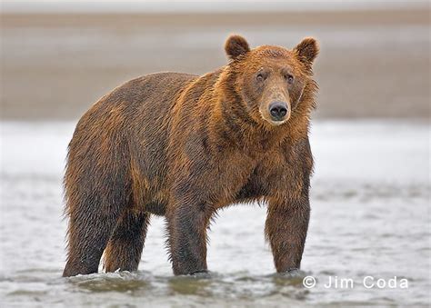 The Brown Bear Wildlife All Wildlife Photographs