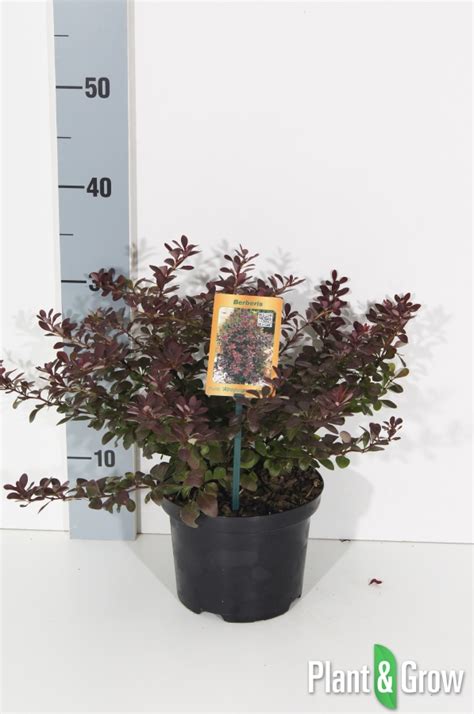 Berberis Thunbergii Atropurpurea Nana Kopen Plant Grow