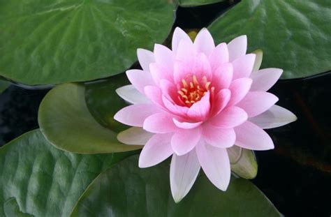 How To Choose Lotus Flowers Or Water Lily Flowers For Your Wedding