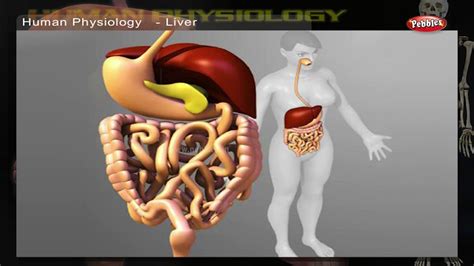 Organs are specialised body parts, each with their own jobs. Digestive System | How Human Body Works | Human Body Parts ...