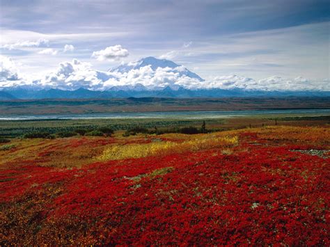Brilliant Colors Of Denali National Park Alaska Wallpapers Hd