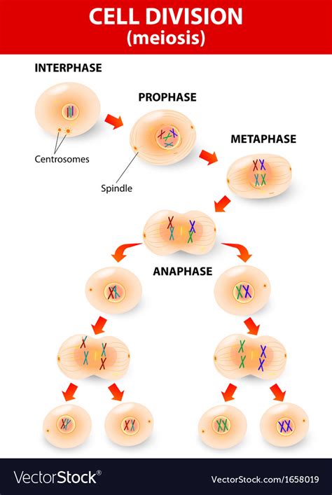 Meiosis Royalty Free Vector Image VectorStock