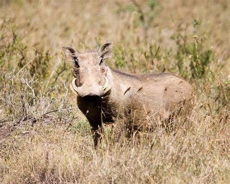Common Warthog Nairobi National Park Carol Foil Flickr