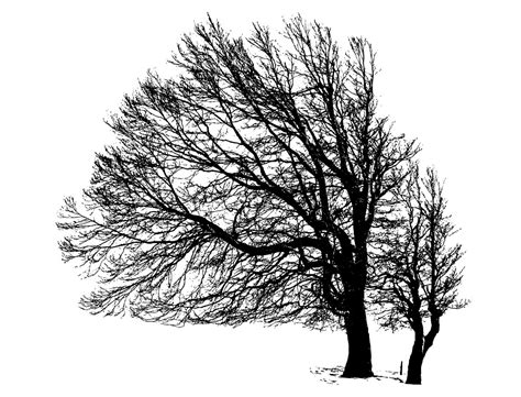 winter tree silhouette svg