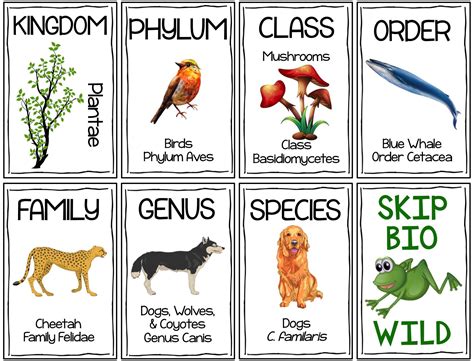 Classification Hierarchy Skip Bio Card Game Biology Classroom Life Science Life Science